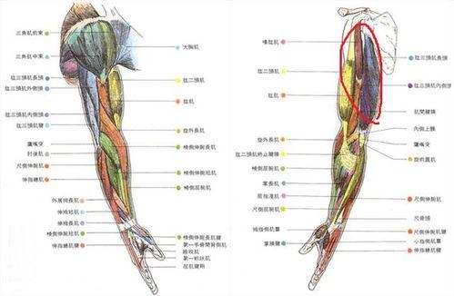 手臂照片,探寻肌肉线条与力量之美